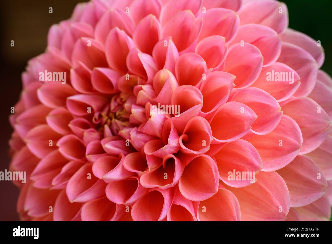 Close up shot of a beautiful coral pastel pink Dahlia flower head. Dahlia flower symmetry. Stock Photo