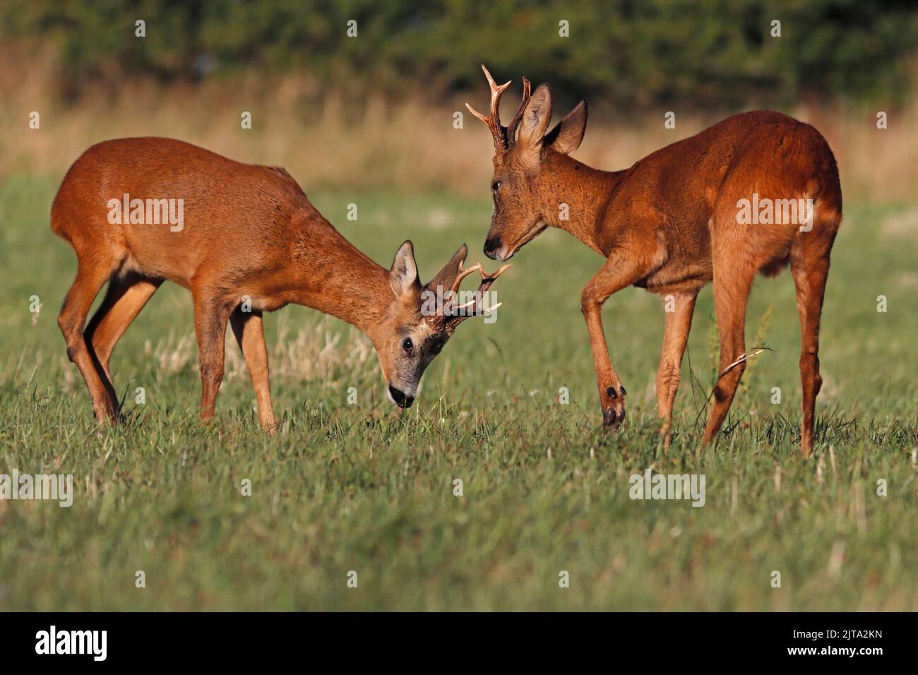 ROE DEER (Capreolus capreolus) males (bucks) fighting in the rutting season, UK. Stock Photo