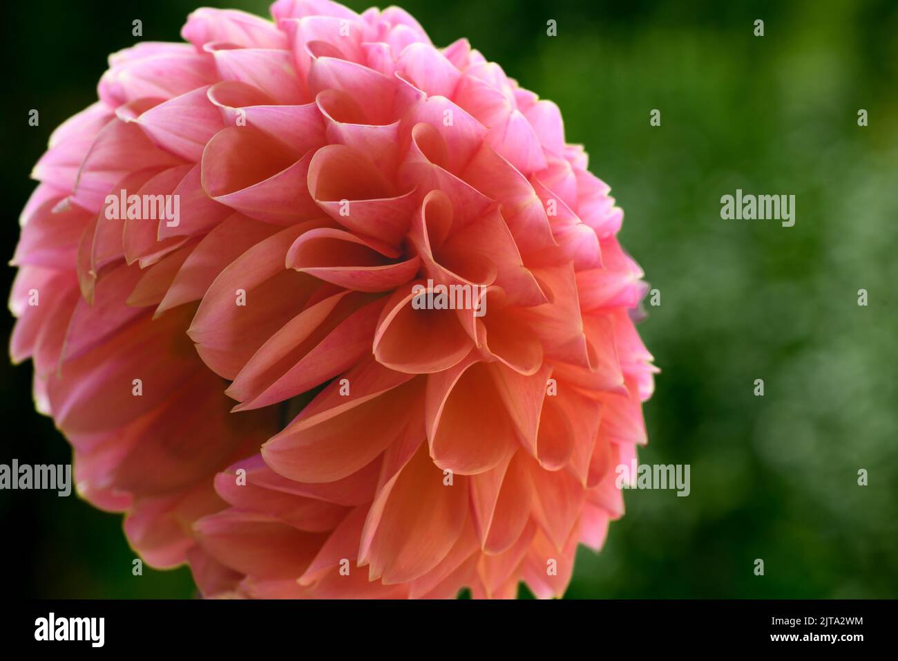 Close up shot of a beautiful coral pastel pink Dahlia flower head. Dahlia flower symmetry. Stock Photo