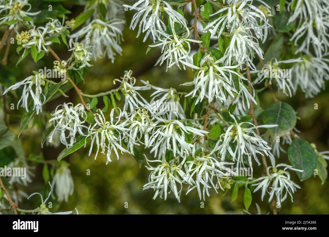 Chinese loropetalum, Loropetalum chinense, shrub in flower in spring ...