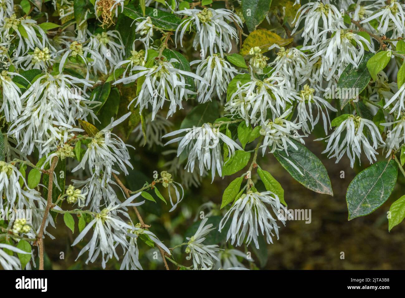 Chinese loropetalum, Loropetalum chinense, shrub in flower in spring ...