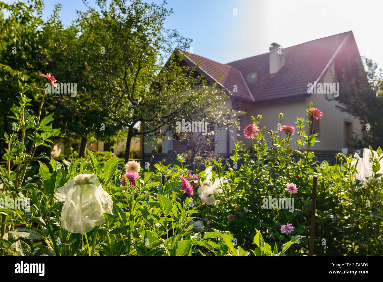 Dahlias flower bed. Beautiful large multi colored dahlias cut flower