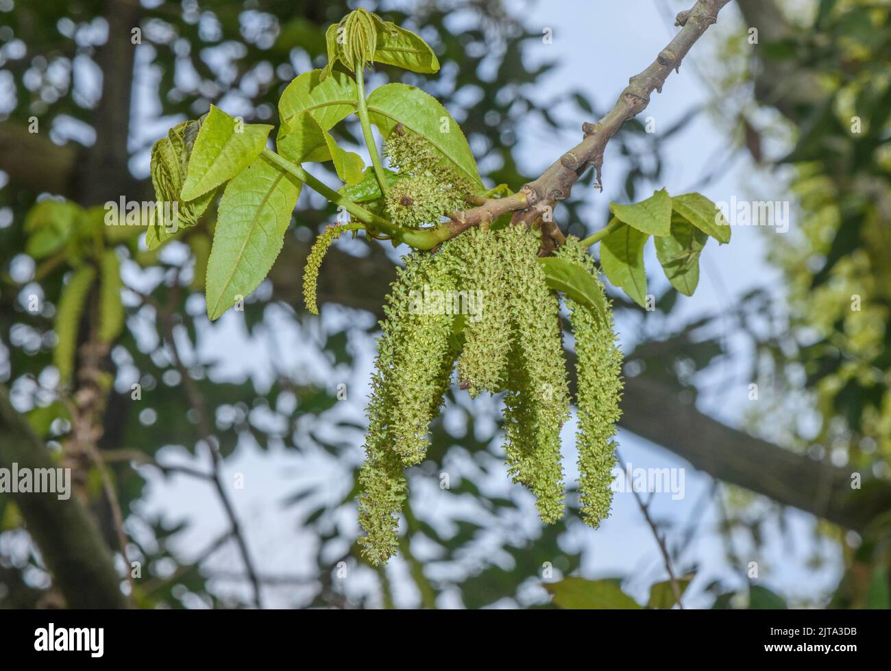 Walnut tree, Juglans regia in flower in spring, with catkins. Stock Photo