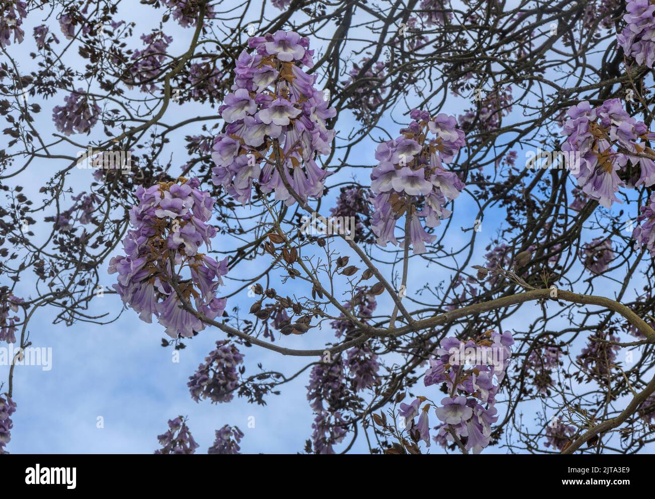 Paulownia Fortunei FAST BLUE ('Minfast')