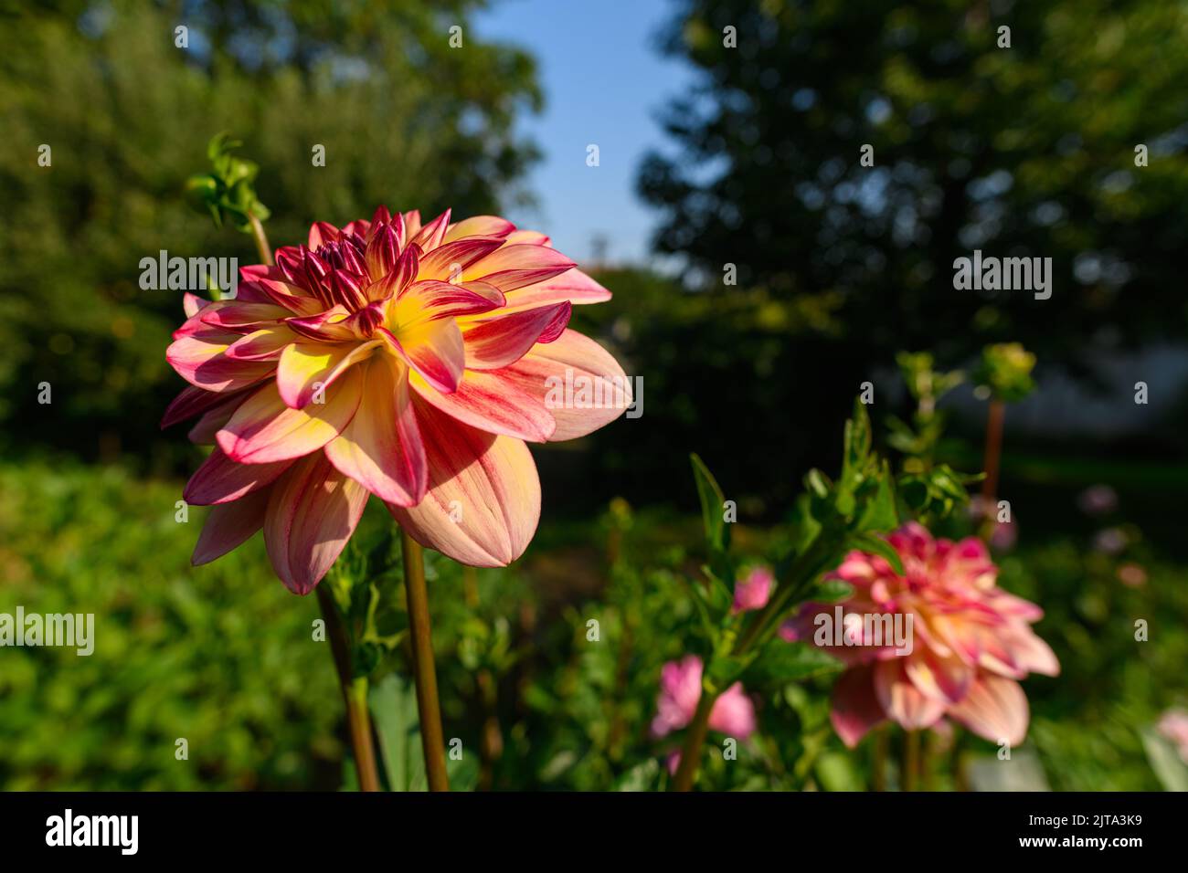 Happy Butterfly Dahlias. Beautiful large multi colored dahlias