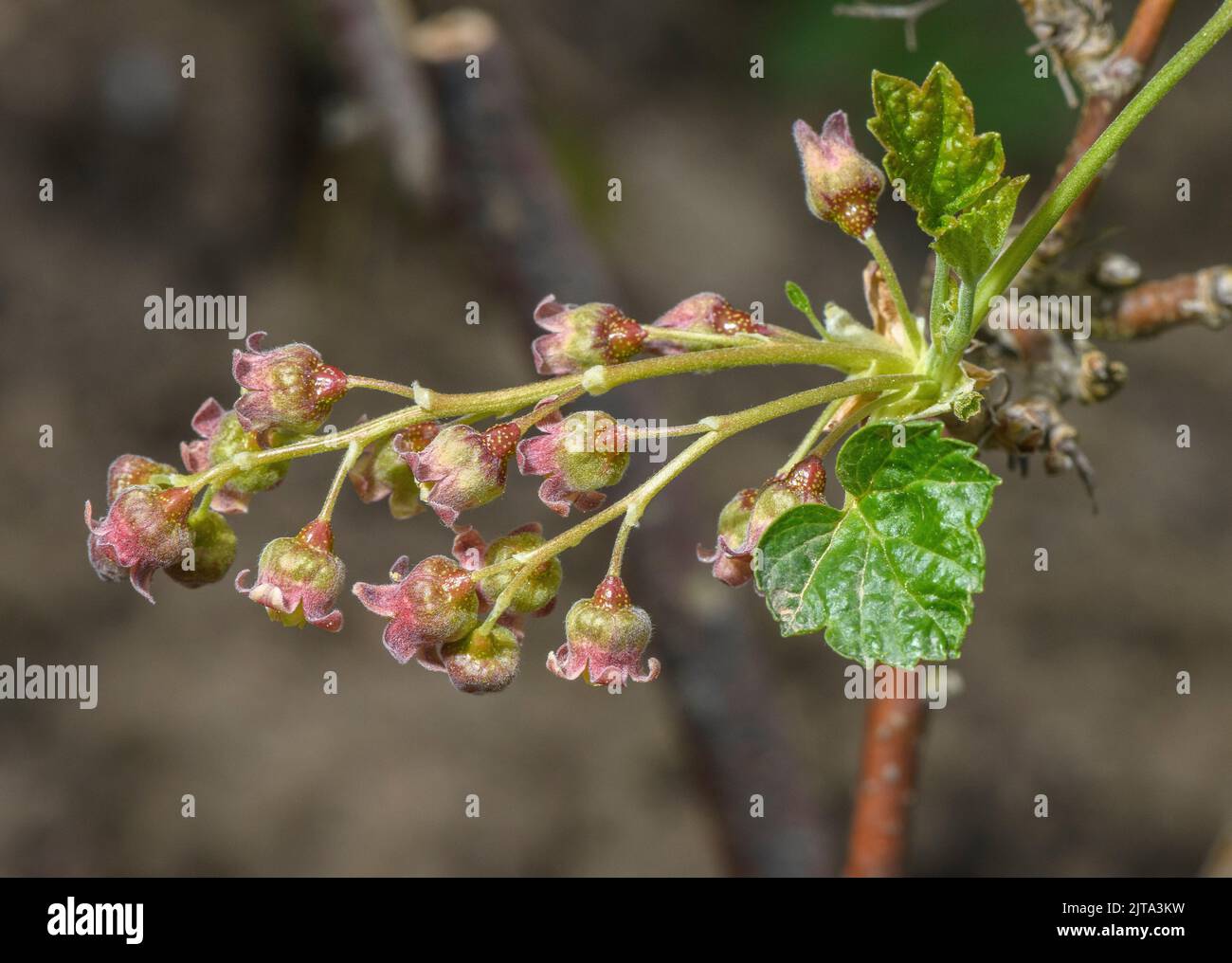 Blackcurrant, Ribes nigrum, in flower in early spring. Stock Photo