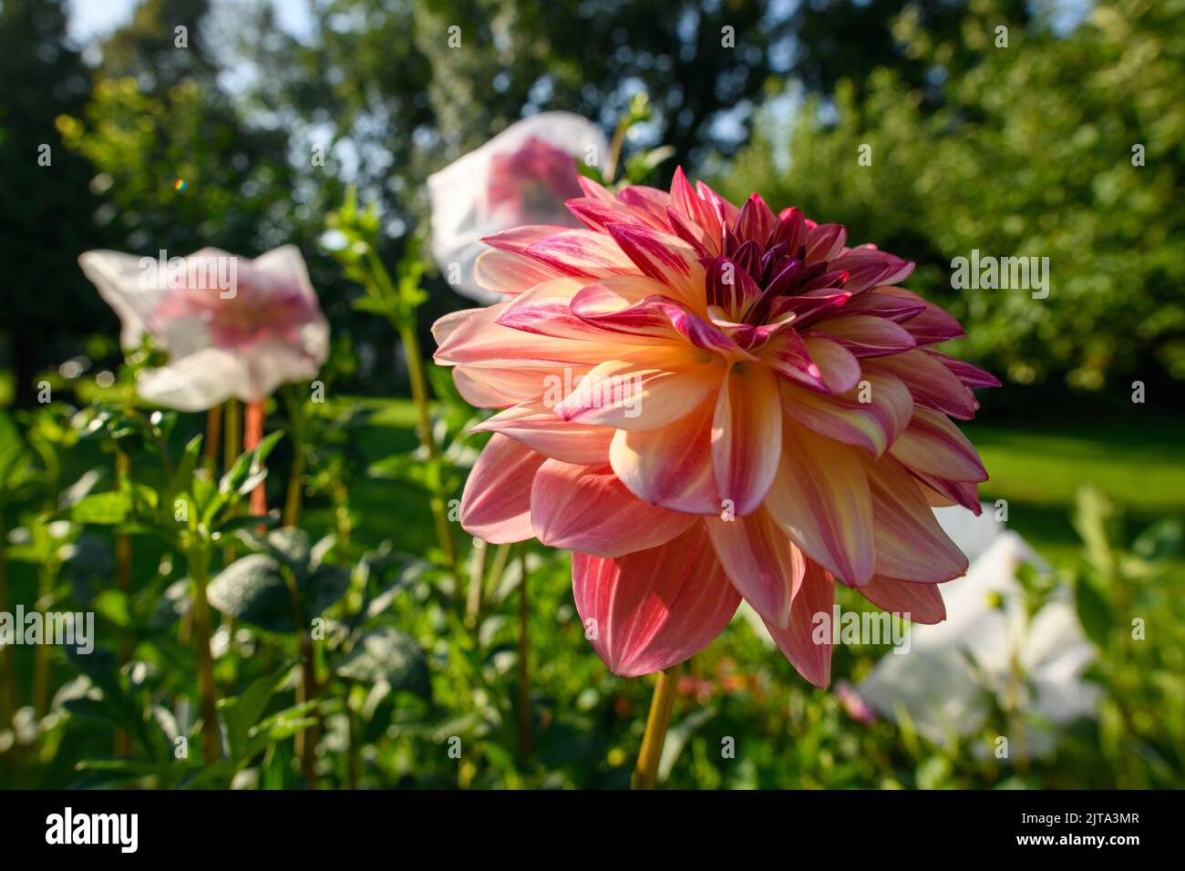 Happy Butterfly Dahlias. Beautiful large multi colored dahlias flowerbed. Ornamental cutting garden. Stock Photo
