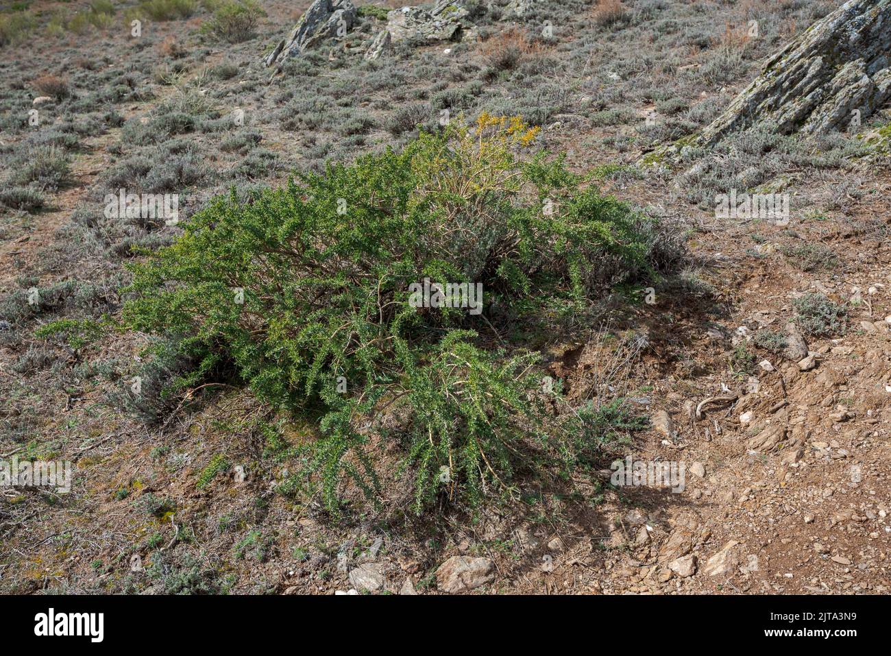 Adenocarpus hispanicus. It is a flowering plant in the family Fabaceae endemic to the Iberian Peninsula. Photo taken in the municipality of Horcajuelo Stock Photo