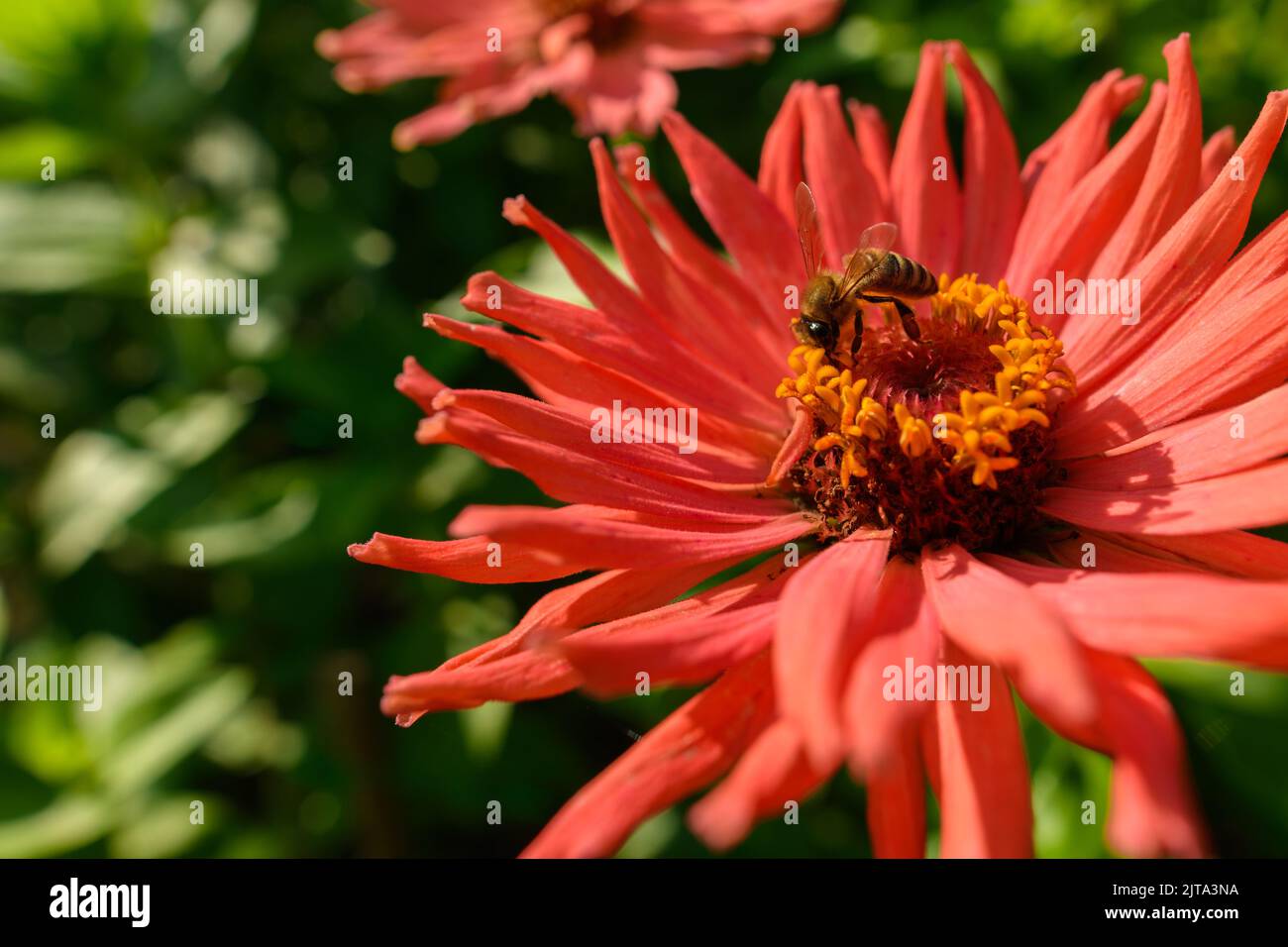 Honey bees collecting pollen from orange zinnia flower. Bees pollinating garden flower background. Stock Photo