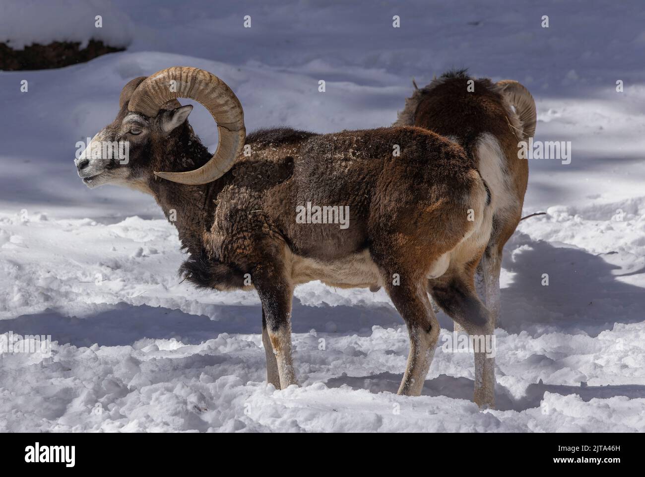 Male mouflon, (ram), Ovis aries musimoni, in the snow in winter. Stock Photo