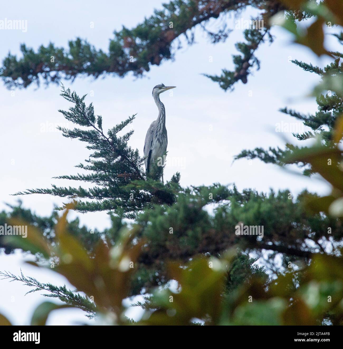 Sidmouth, Devon, 29th Aug 2022 A grey heron sits in a Monterey Cyprus tree high above a garden pond in Devon. Shortage of rain has left river levels at an all-time low, forcing herons and other predatory birds to look for their fish supper in gardens. Tony Charnock/Alamy Live News Stock Photo