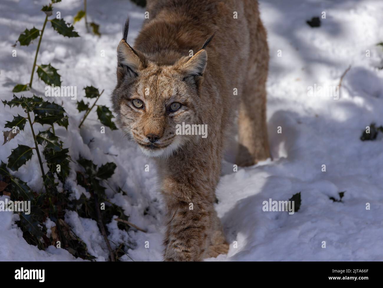 Eurasian lynx, Lynx lynx, in the snow in late winter Stock Photo Biology Diagrams