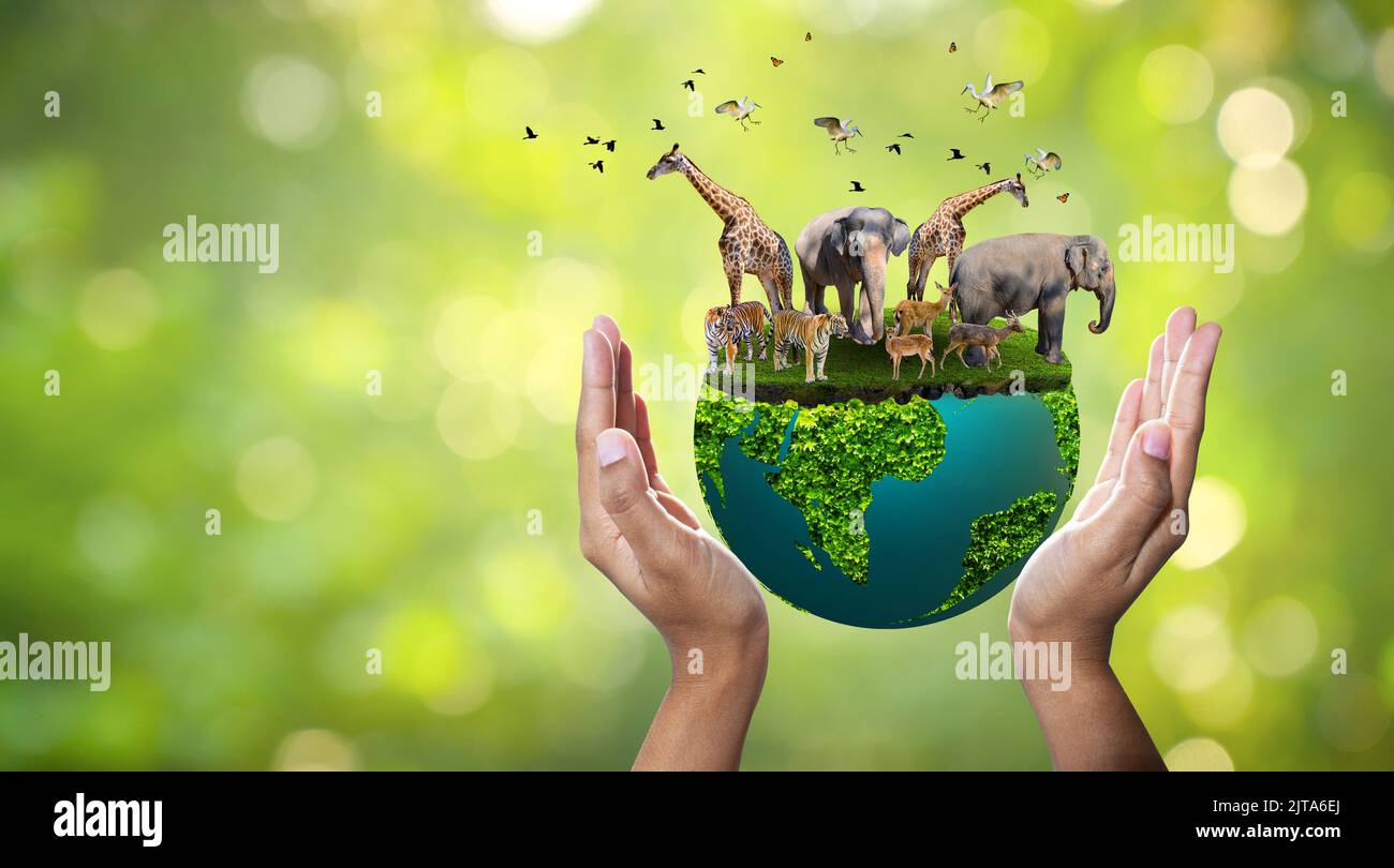 World Animal Day World Wildlife Day  Groups of wild beasts were gathered in the hands of people Stock Photo