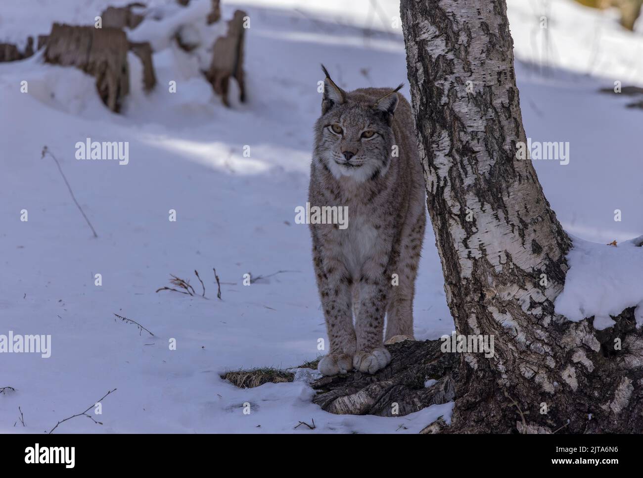 Eurasian lynx, Lynx lynx, by birch tree in the snow in late winter