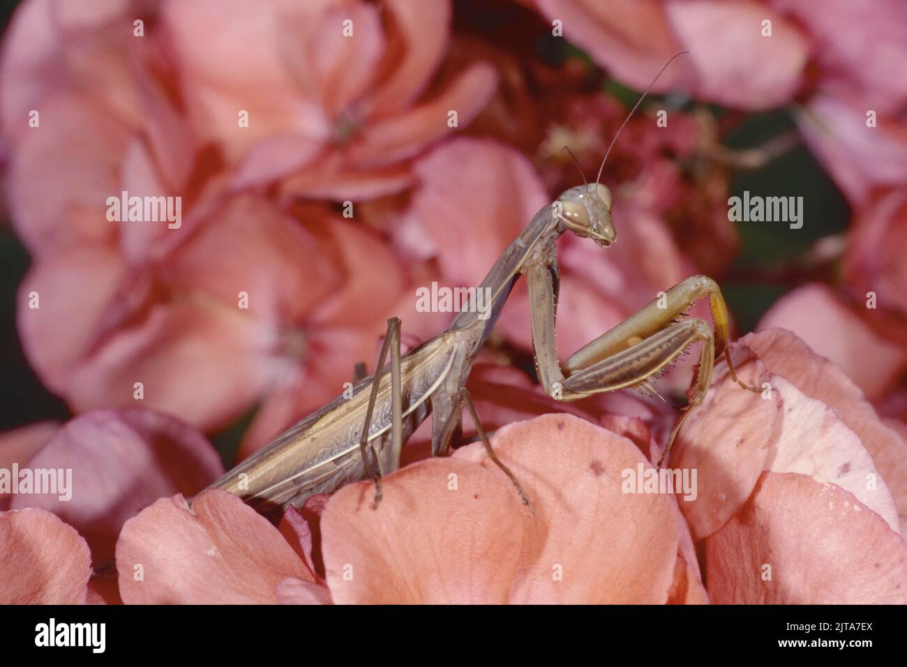 specimen of European mantis resting on a pink flower, Mantis religiosa, Mantidae Stock Photo