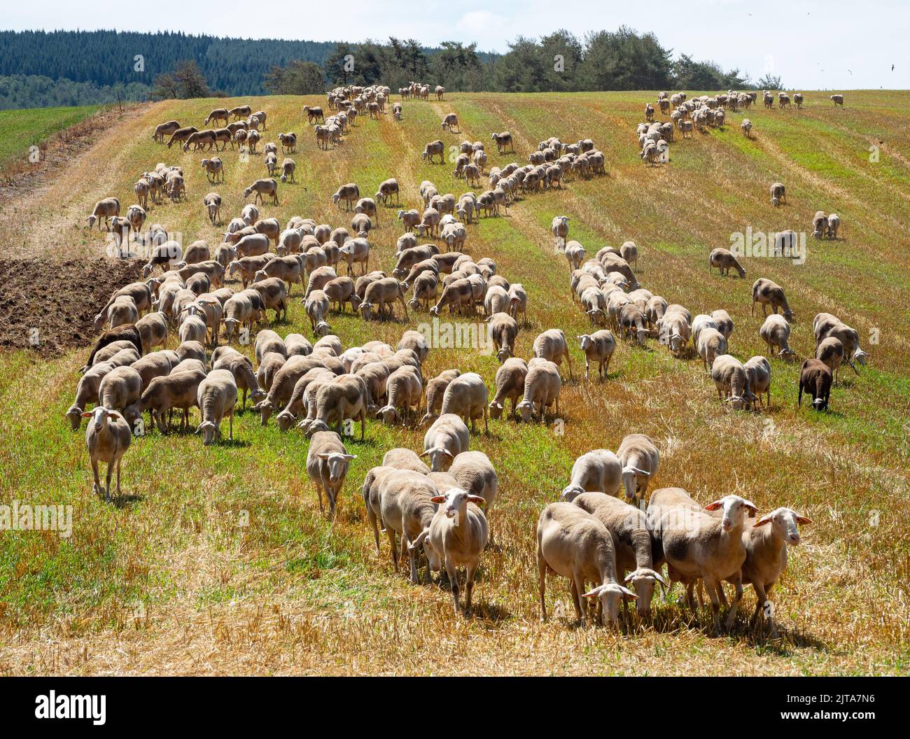 Cévennes flock of Lacaune sheep  - Brebis Stock Photo