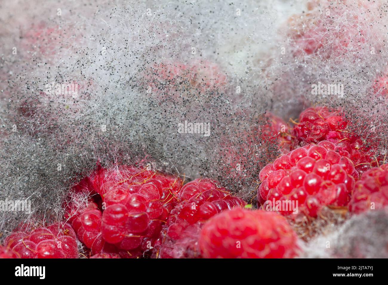 Red rotten raspberry with white grey mold . Spoiled crop of raspberry . Berries with fungus Stock Photo