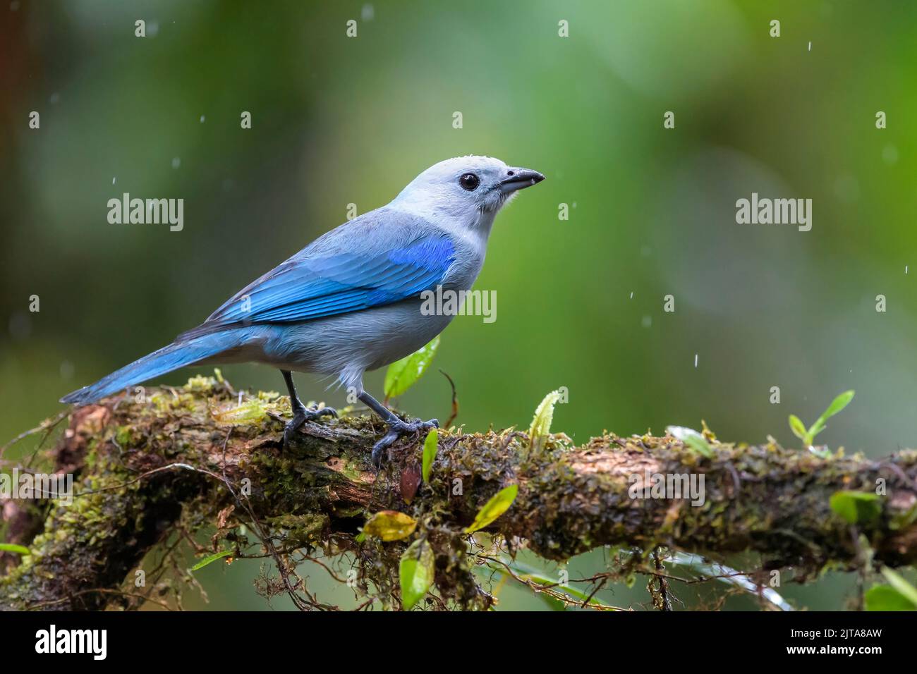 Blue-gray Tanager (Thraupis episcopus) perched on a branch in the rain, Costa Rica. Stock Photo