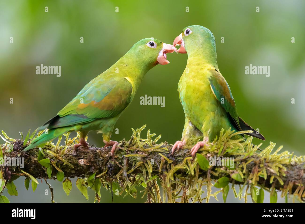 Two orange-chinned Parakeet (Brotogeris jugularis) interacting together on moss covered branch in tropical rain forest, Costa Rica. Stock Photo