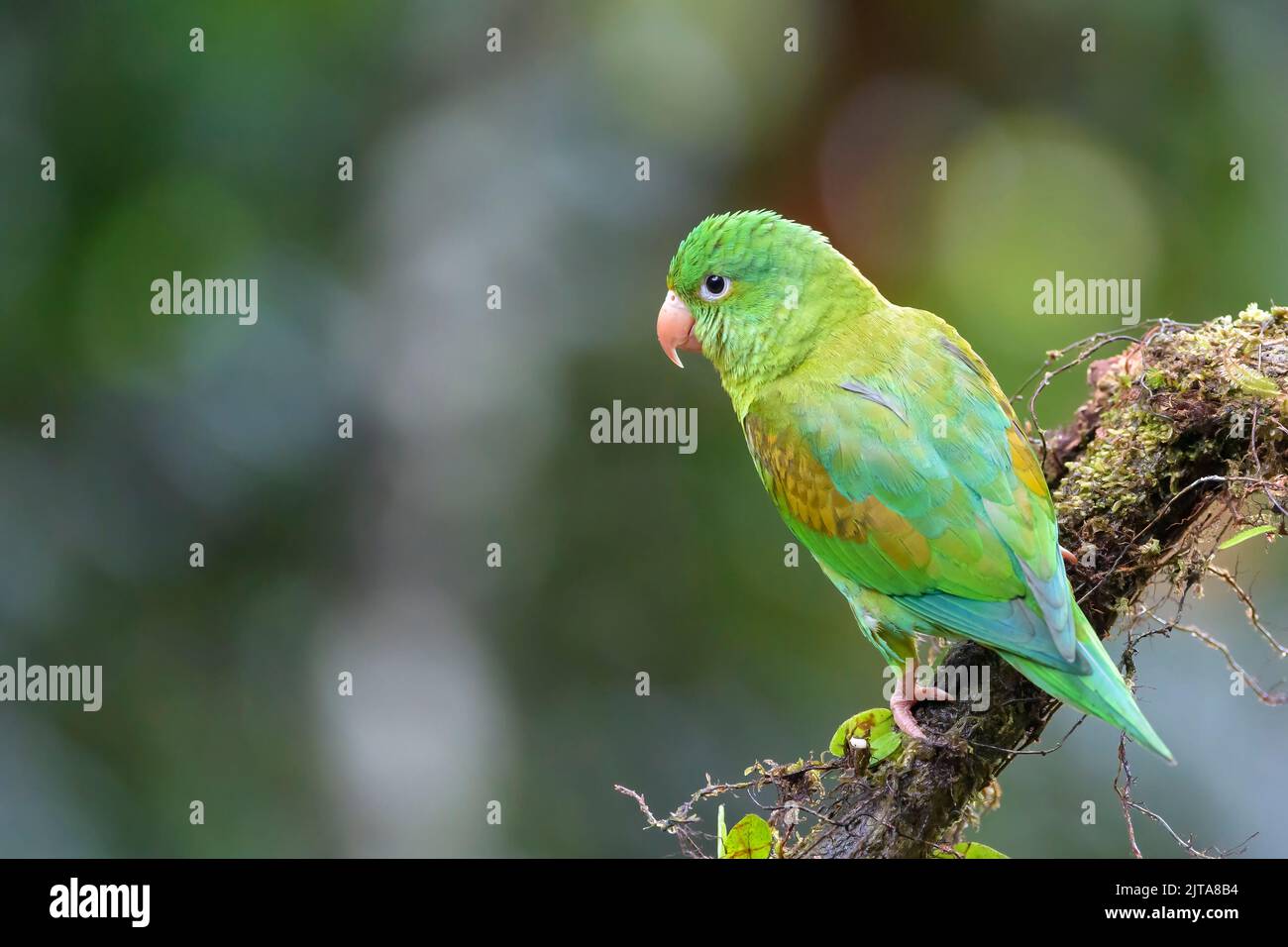 Orange-chinned Parakeet (Brotogeris jugularis) perched on branch in tropical rain forest, Costa Rica. Stock Photo