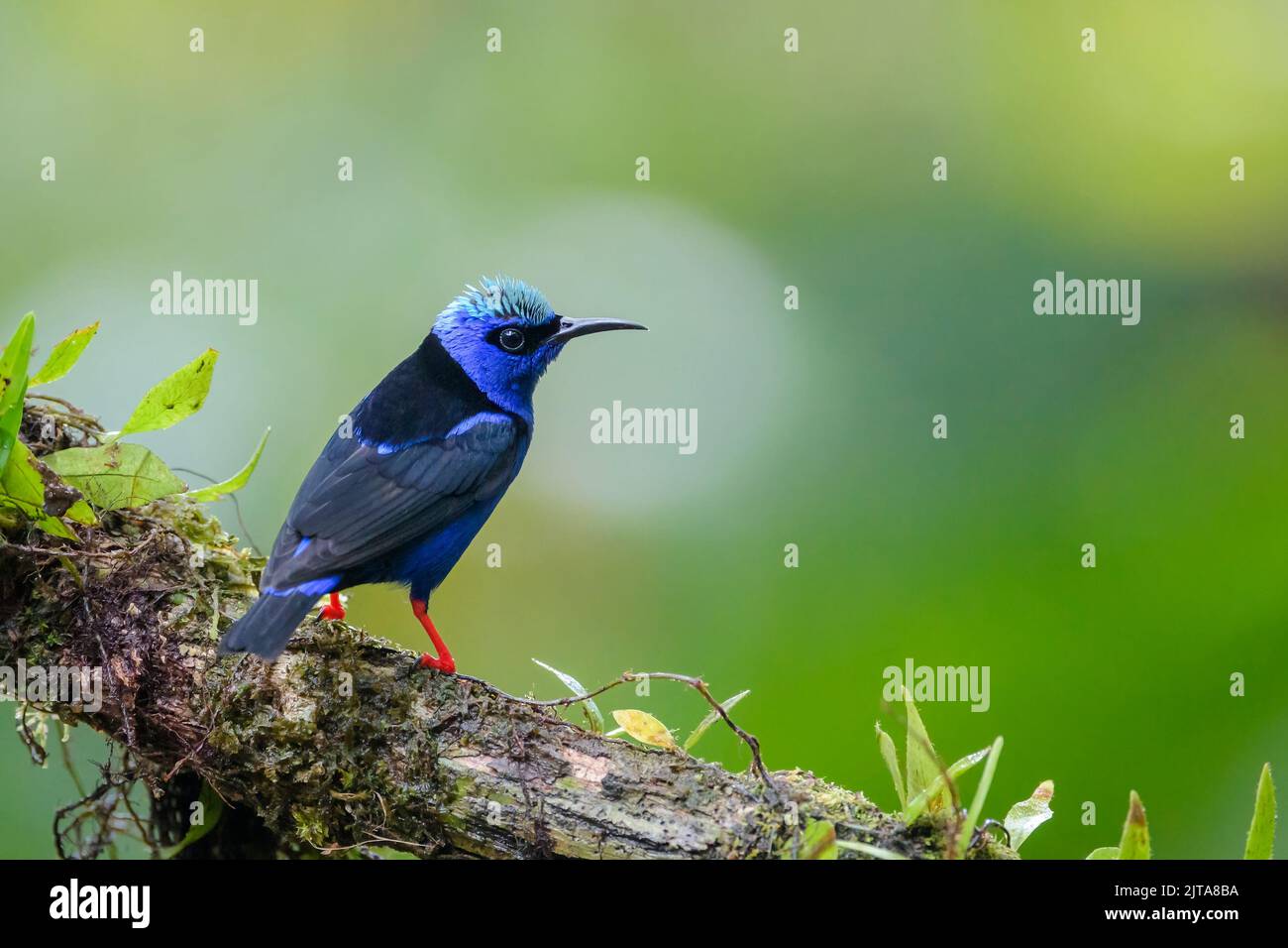 Red-legged Honeycreeper (Cyanerpes cyaneus) male with breeding plumage, perched in tree, Costa Rica. Stock Photo
