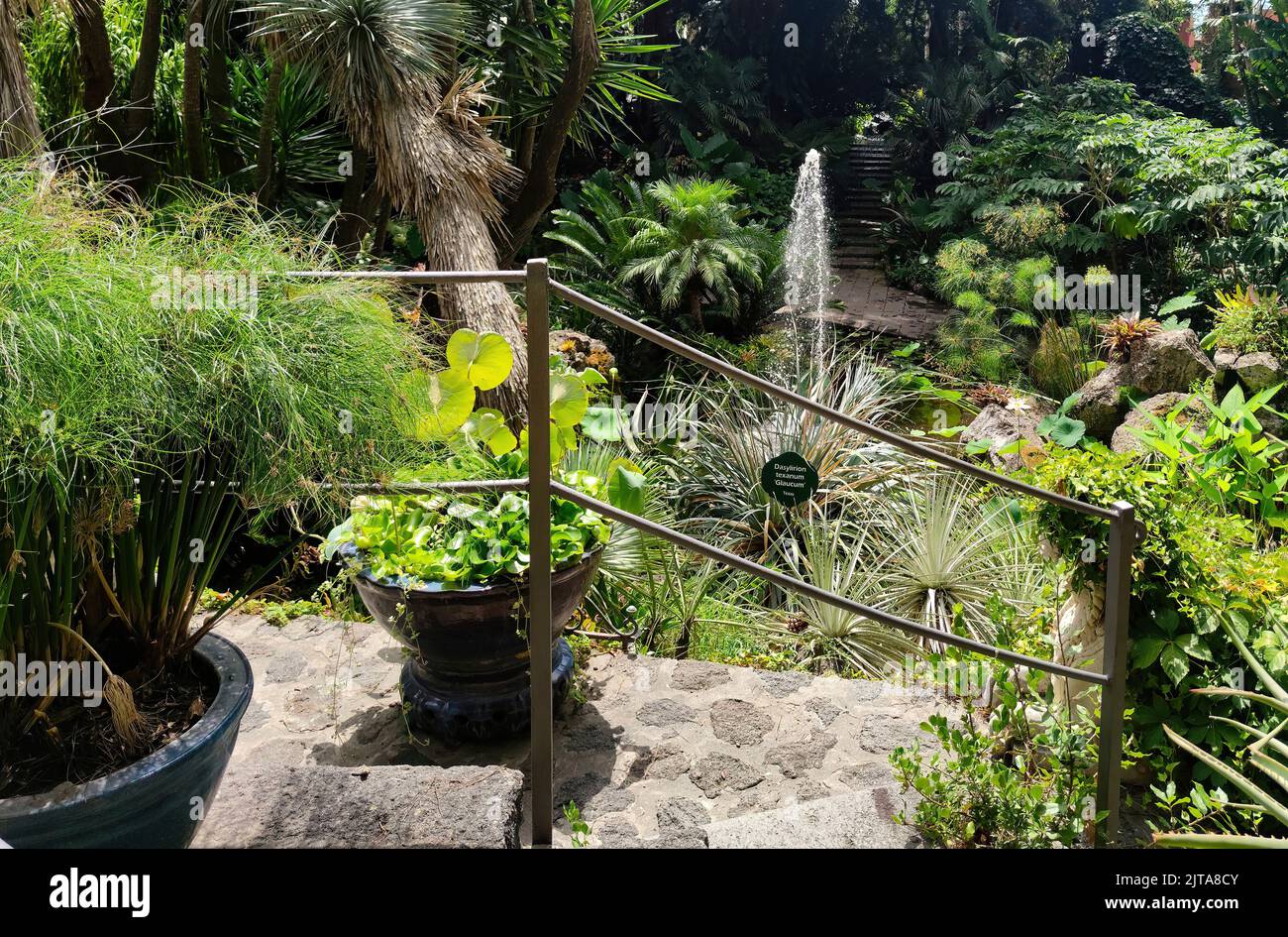 Founded by Lady Walton,wife of composer William Walton,La Mortella is one of the most beautiful gardens in Italy.It is located in Forio,Ischia Island Stock Photo