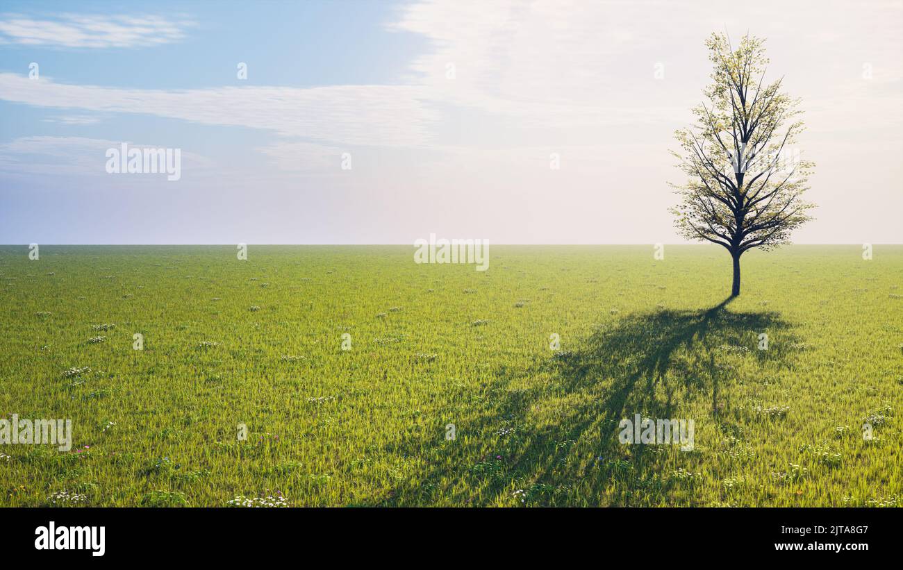 lonely tree with shadow in a field with green grass and blue sky. 3d ...