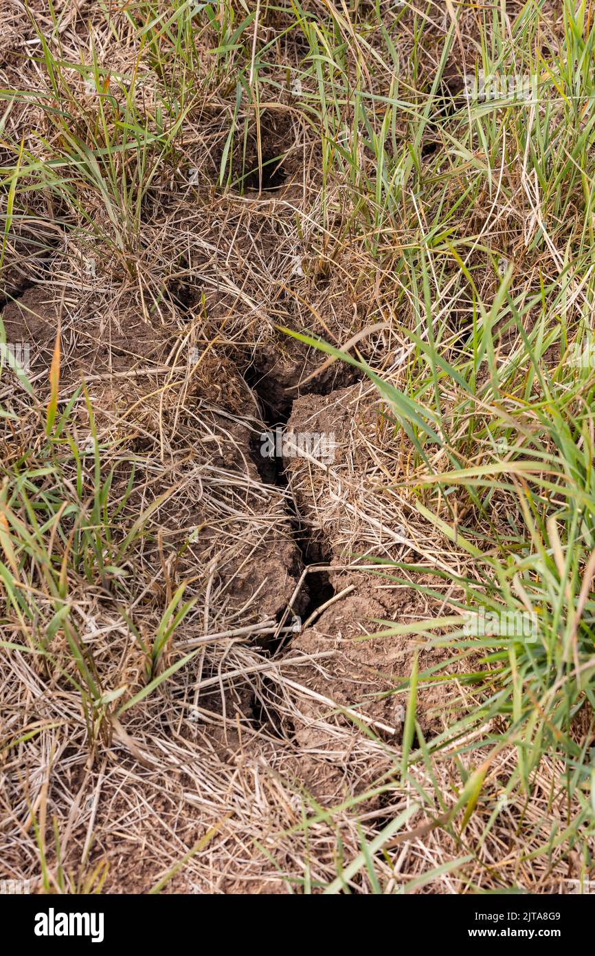 Wide cracks in the earth in a meadow after heat and drought Stock Photo