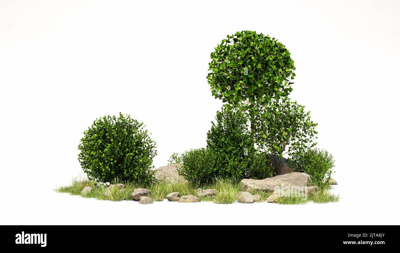 bonsai tree on isolate background for decorate Stock Photo