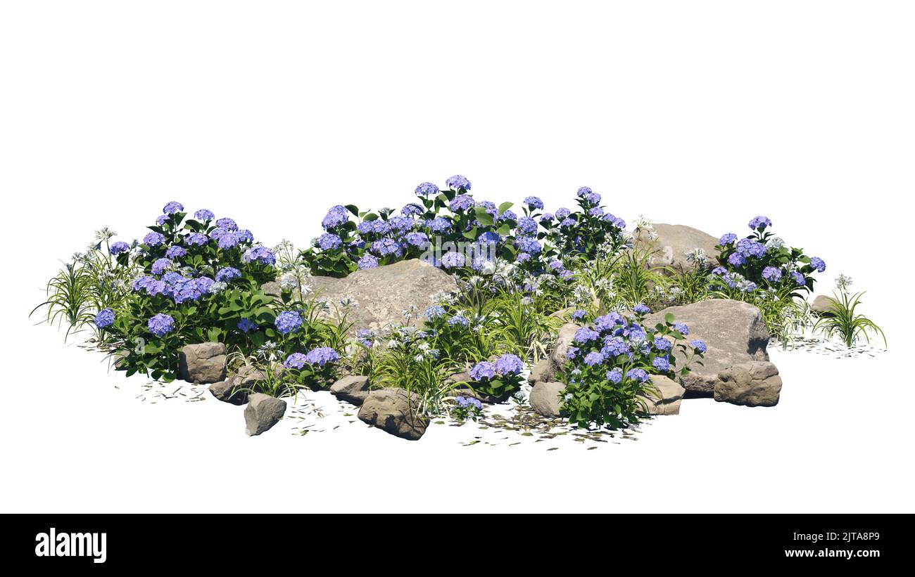 Bigleaf Hydrangea flower and the rocks isolated on white background ...