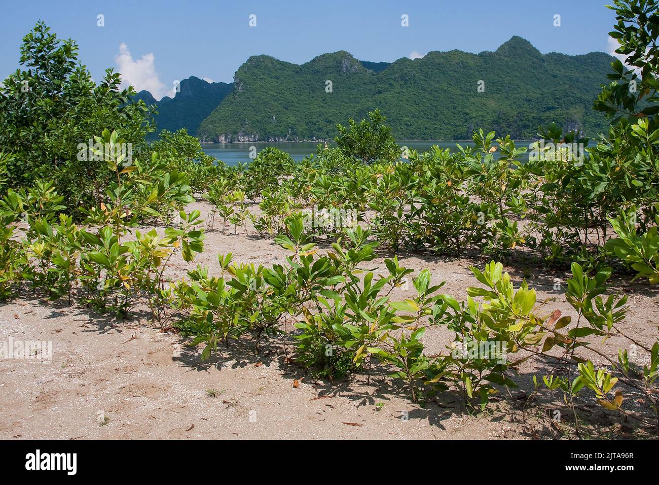 Vietnam, Halong Bay Mangrove plants near the harbour of Cat Ba city