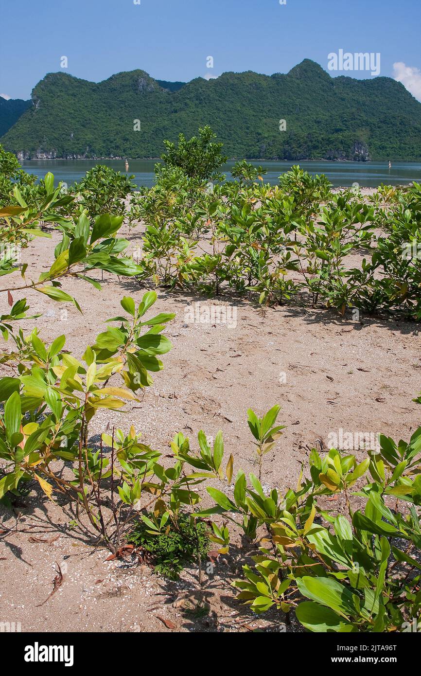 Vietnam, Halong Bay Mangrove plants near the harbour of Cat Ba city