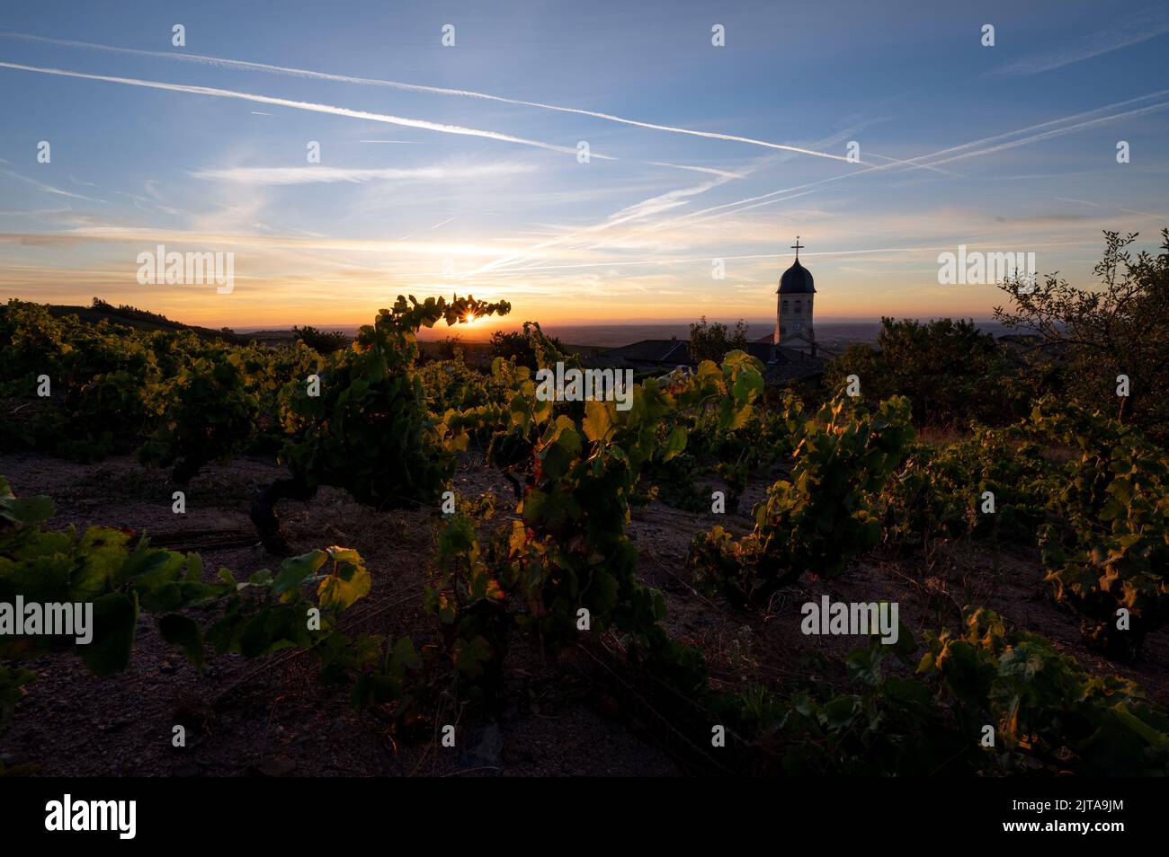 Sunrise in Beaujolais vineyard landscape in summer in France Stock Photo