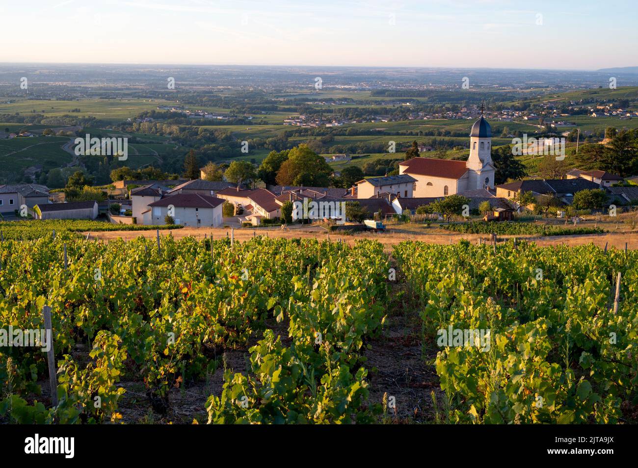 Sunrise in Beaujolais vineyard landscape in summer in France Stock Photo