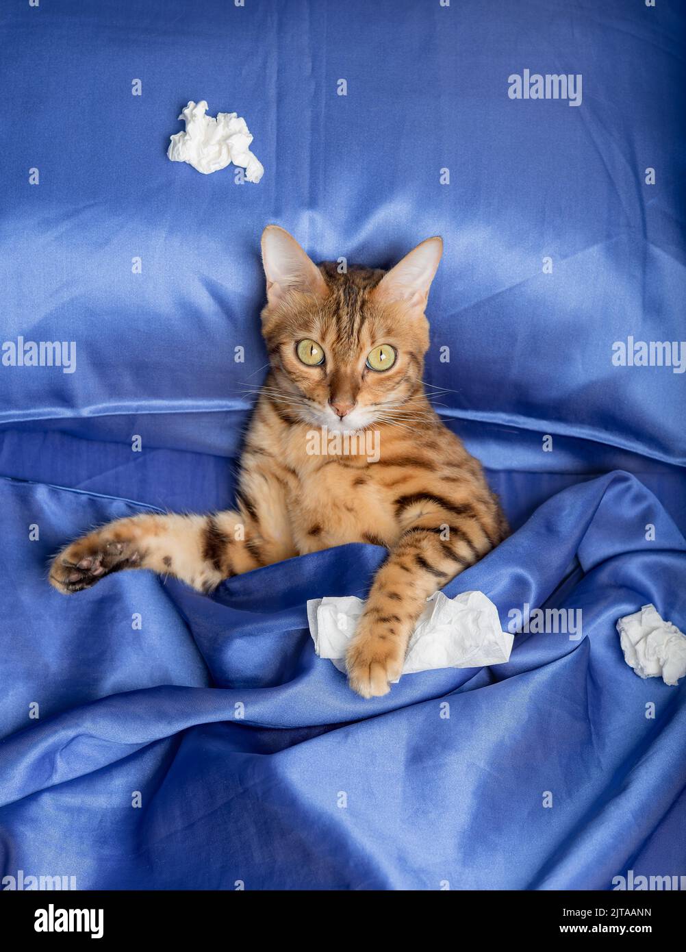 A cat with a handkerchief from a cold in its paws. Treatment for colds