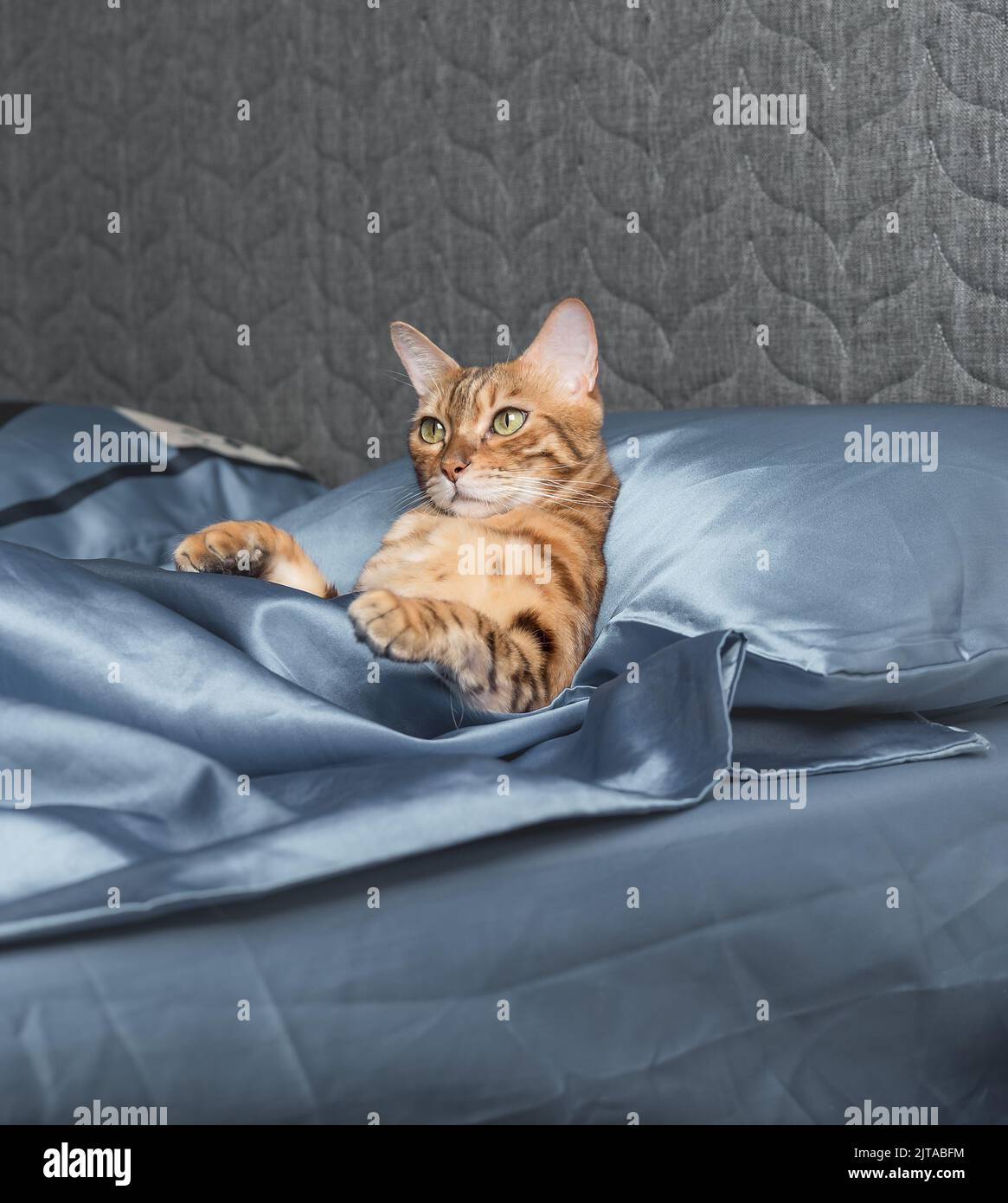 A beautiful Bengal cat lies on a bed in the bedroom Stock Photo - Alamy