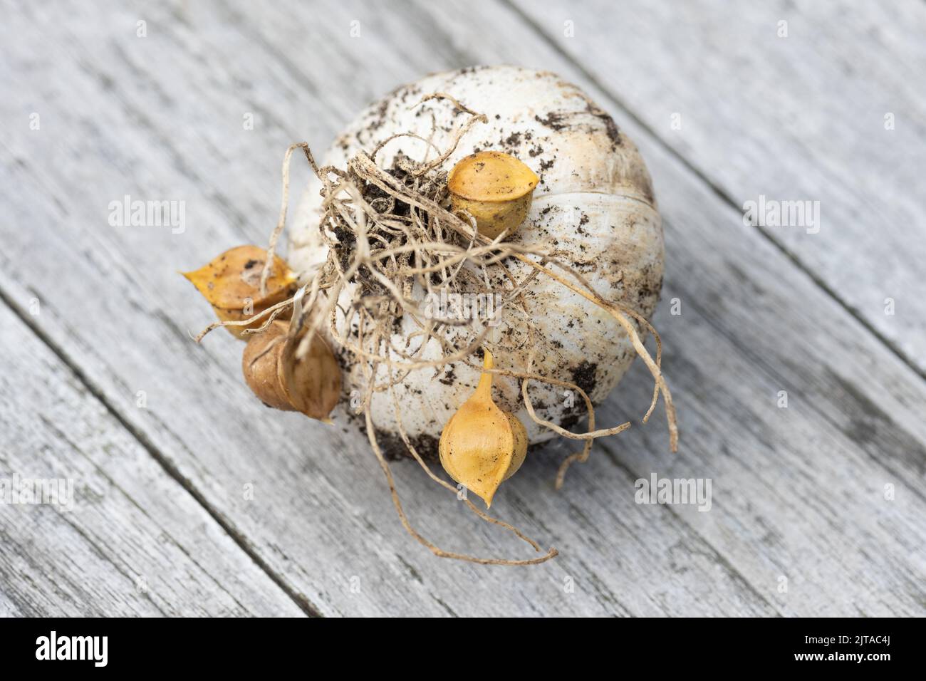 Elephant Garlic - harvested with garlic corms or seeds attached to the roots - UK Stock Photo