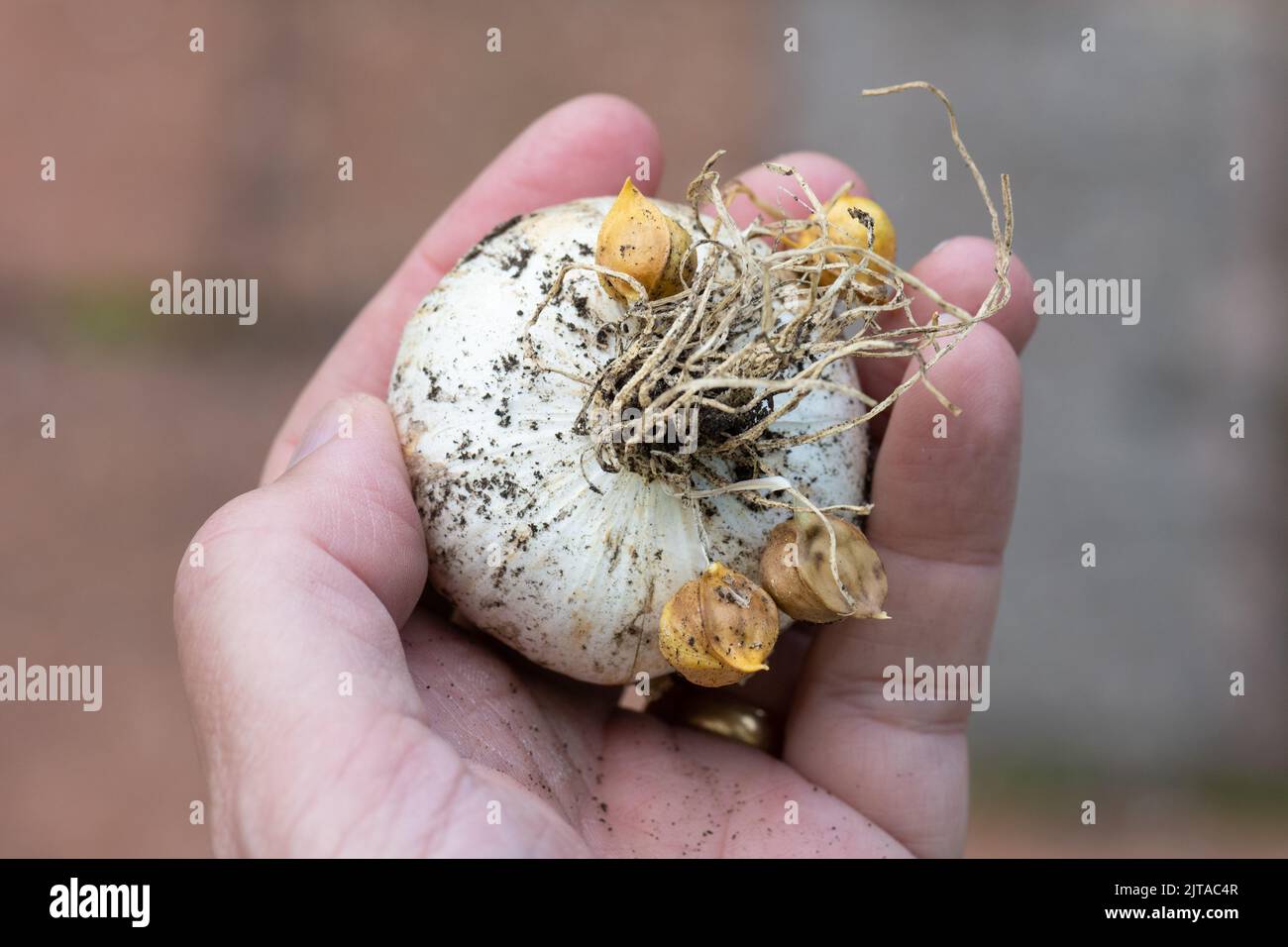 Elephant Garlic harvested with garlic corms or seeds attached to the