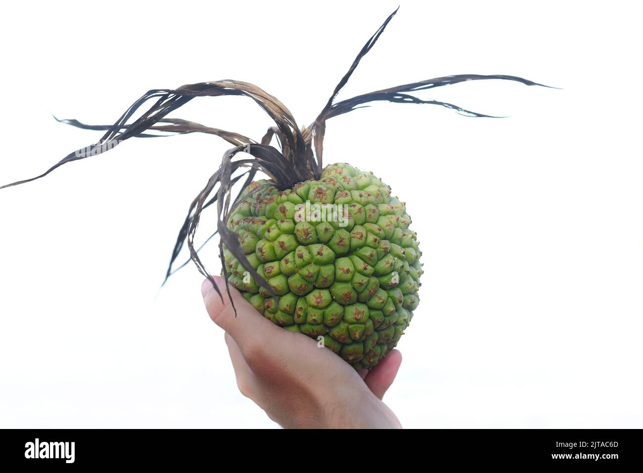 Hand holding a fragrant screw pine isolated on white background Stock Photo