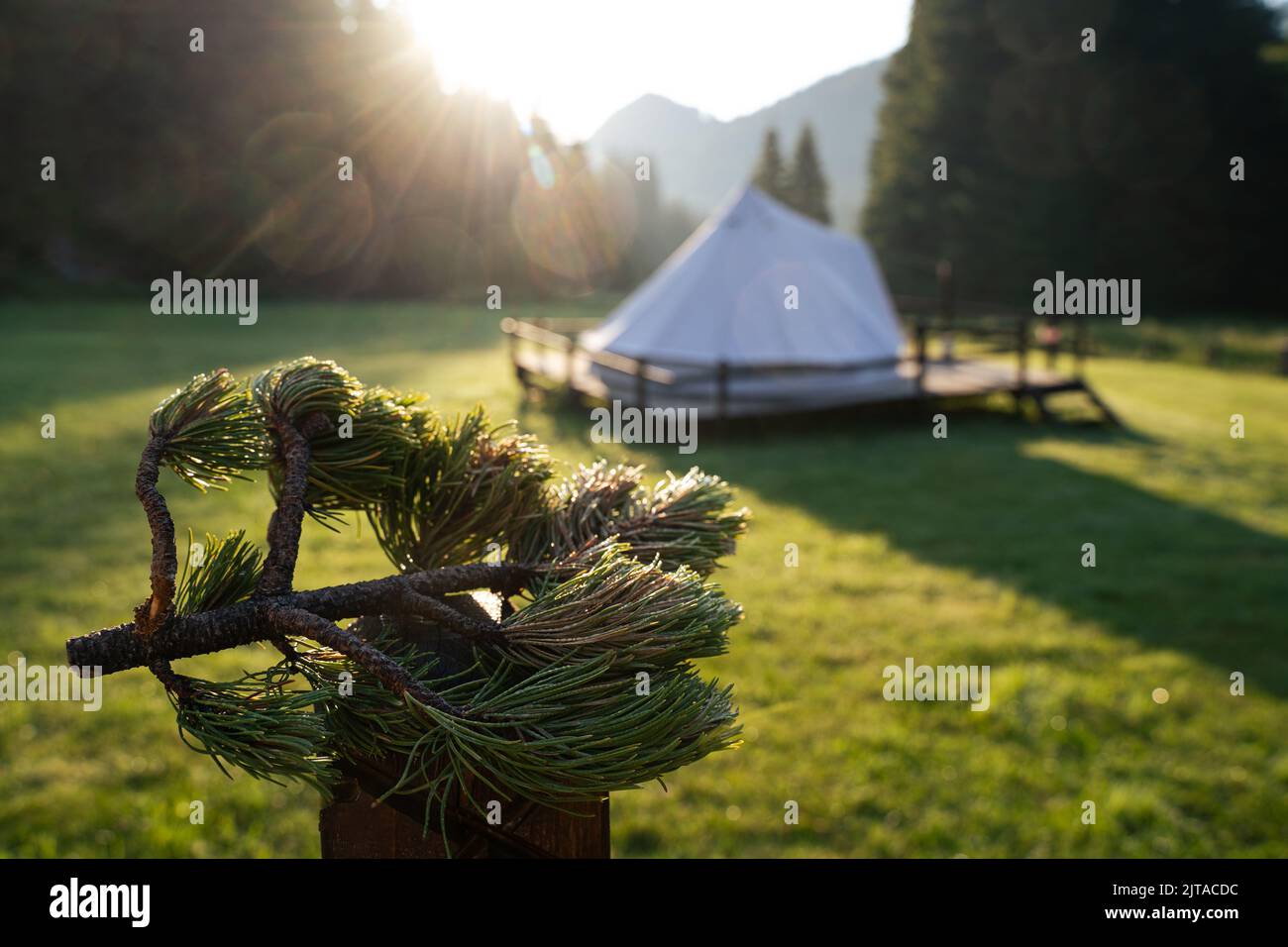 closeup front view of green fir tree branch in the morning with ...