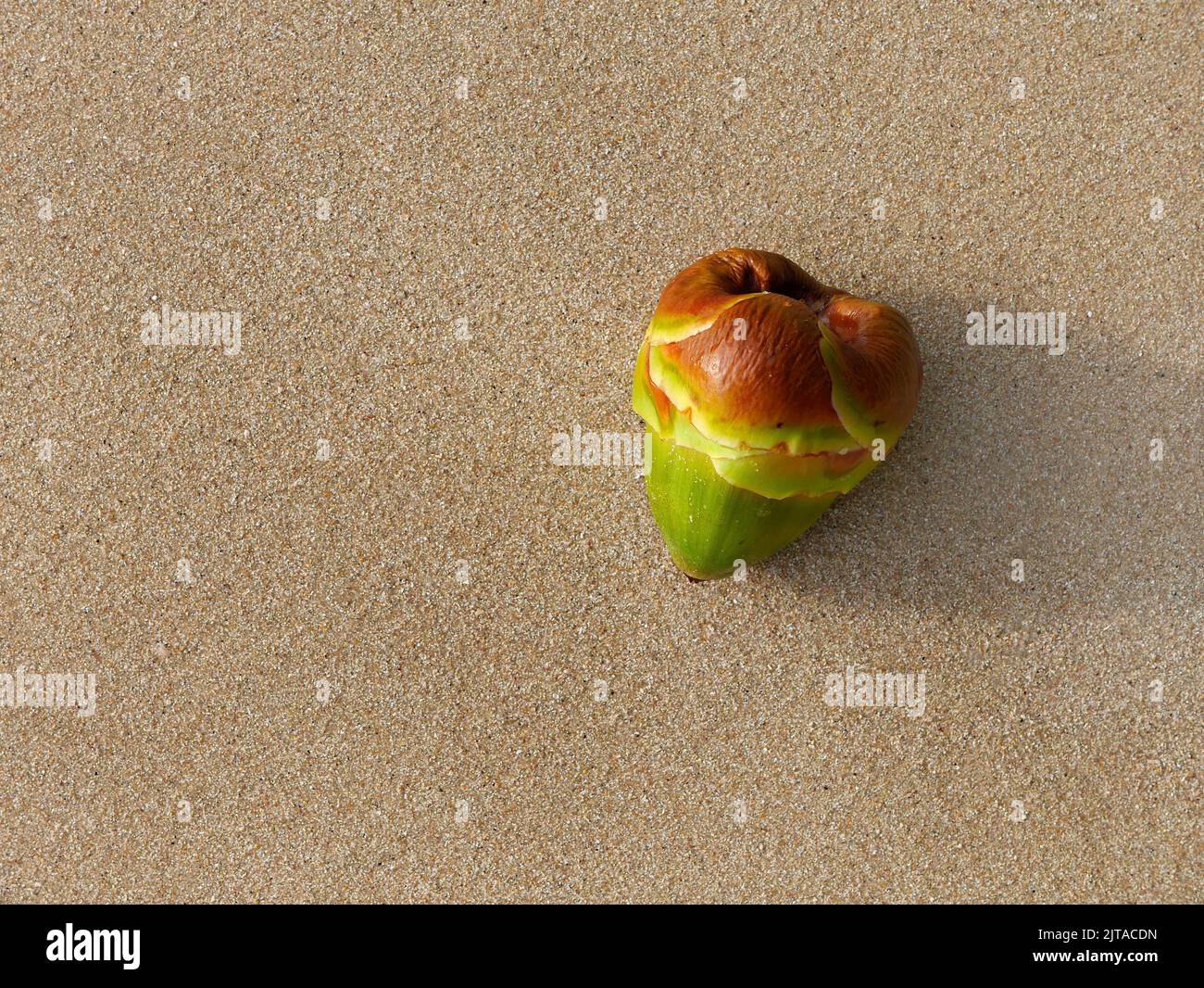 Close up top view of Young green palm fruit on the sand beach, For background with copy space. Stock Photo