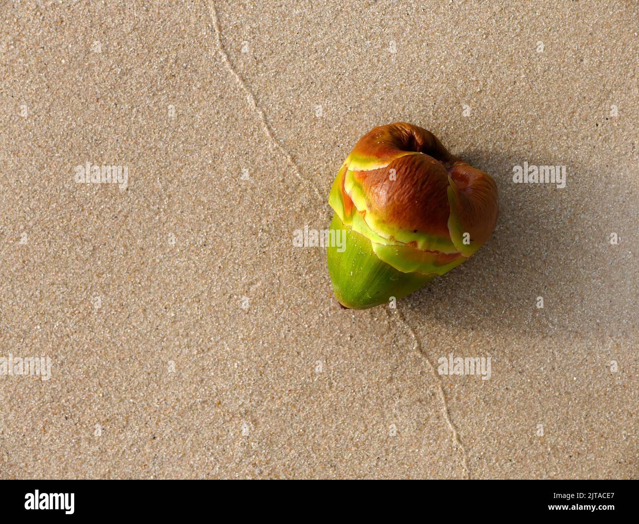 Close up top view of Young green palm fruit on the sand beach, For background with copy space. Stock Photo