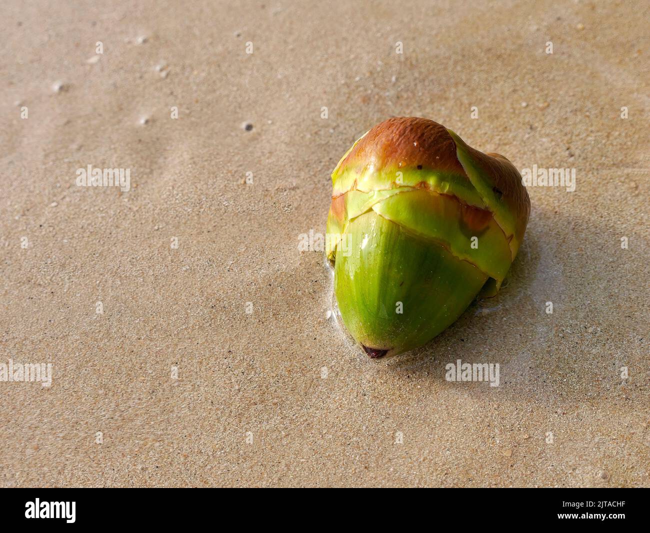 Close up high angle view of Young green palm fruit on the sand beach, For background with copy space. Stock Photo