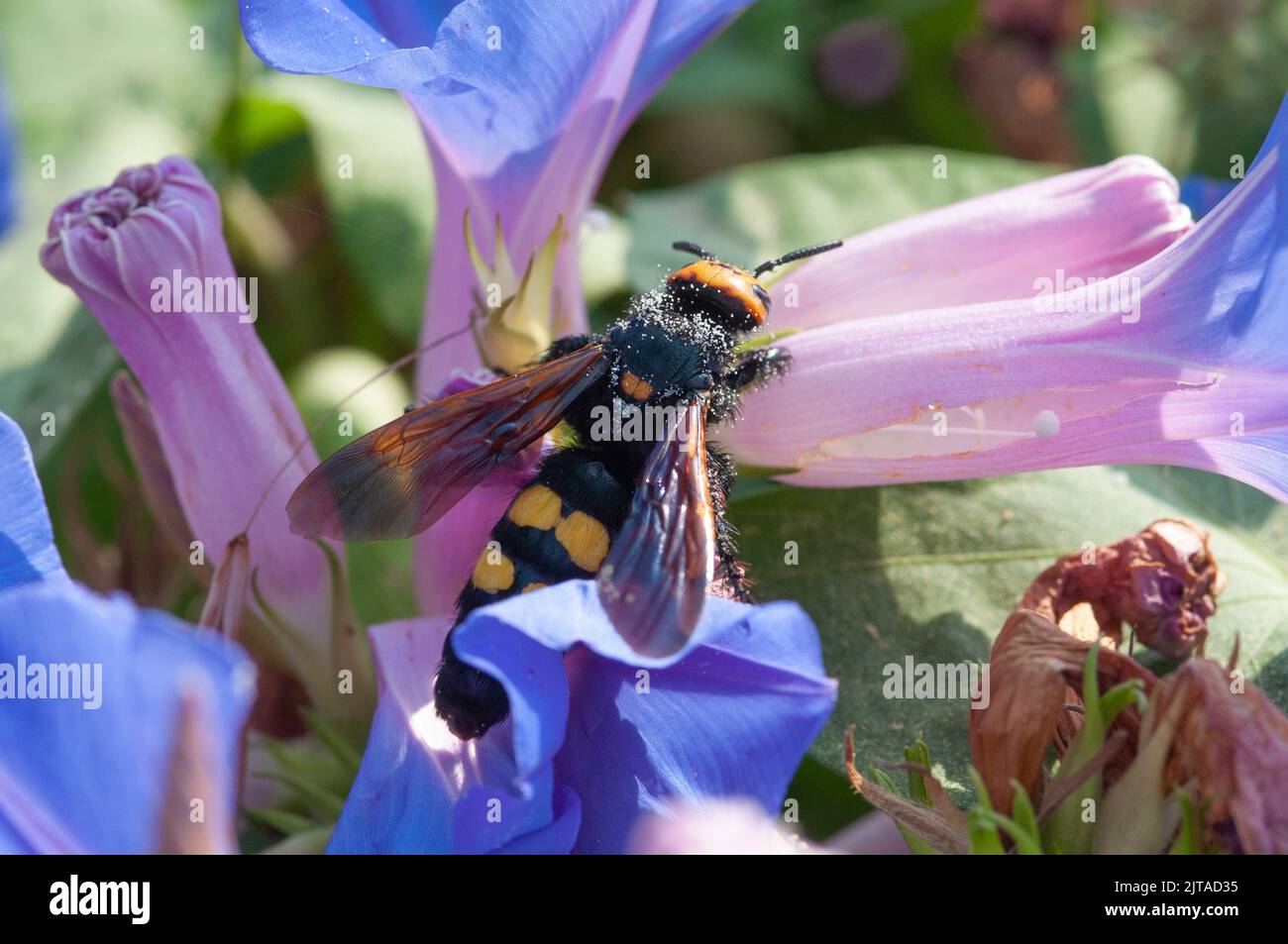 Italy, Liguria, Garden, Mammoth Wasp, Megascolia Maculata Flavifrons Stock Photo