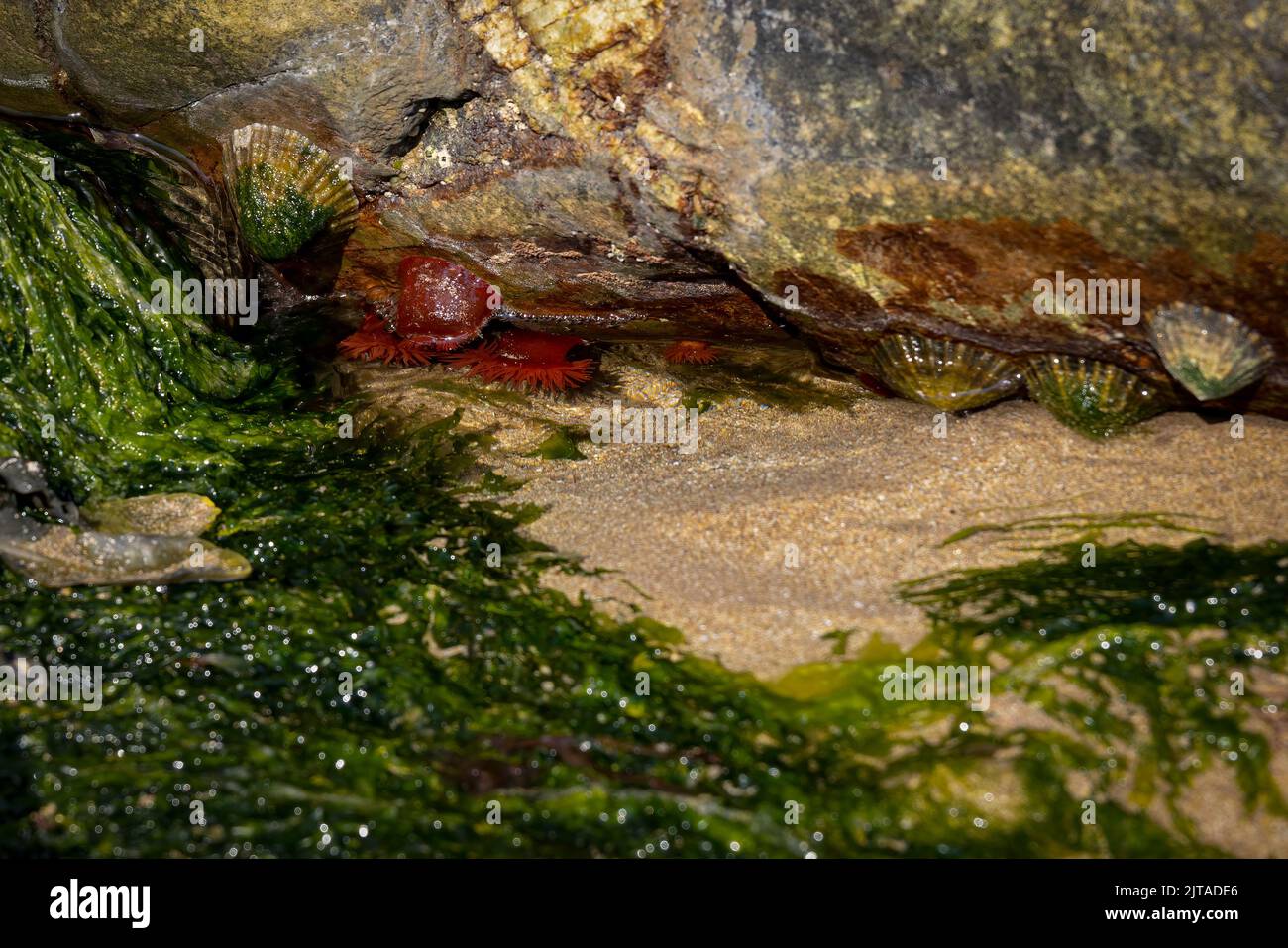 Limpets in a rock pool Stock Photo