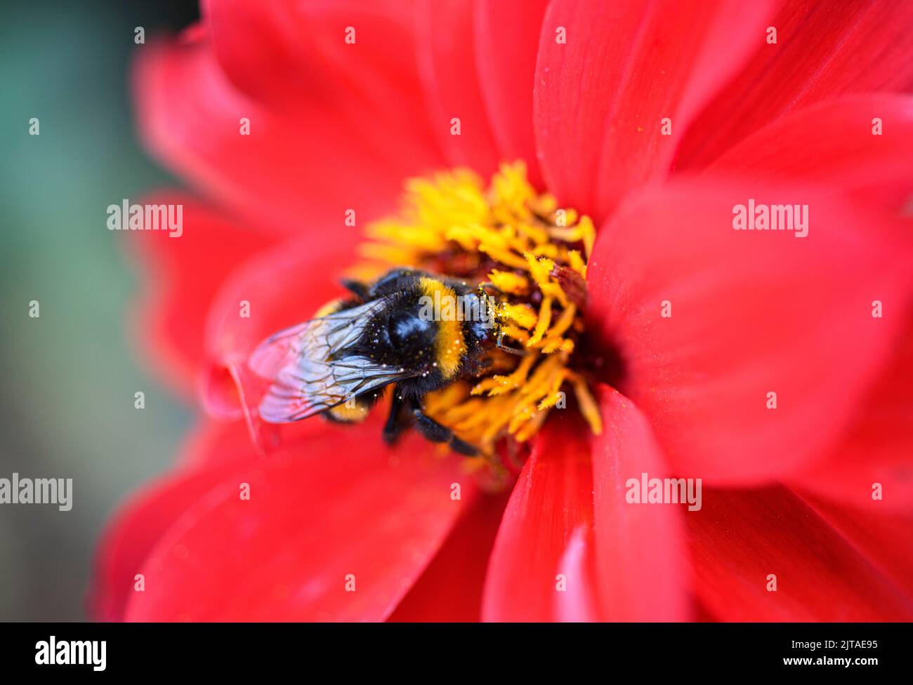Bee on Bishop of Llandaff dahlia Stock Photo