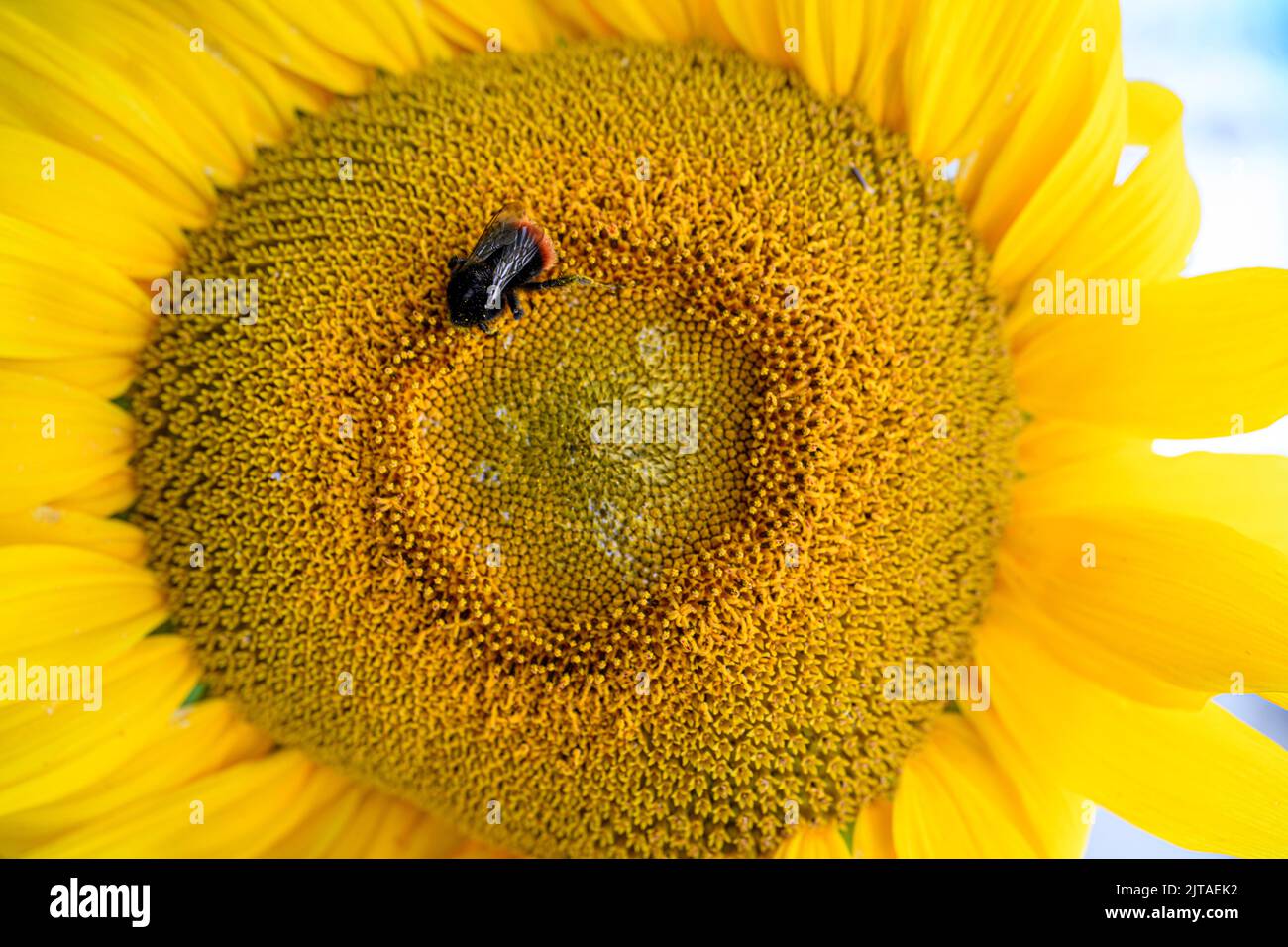 A bee in a wild garden with sunflowers, UK. Stock Photo