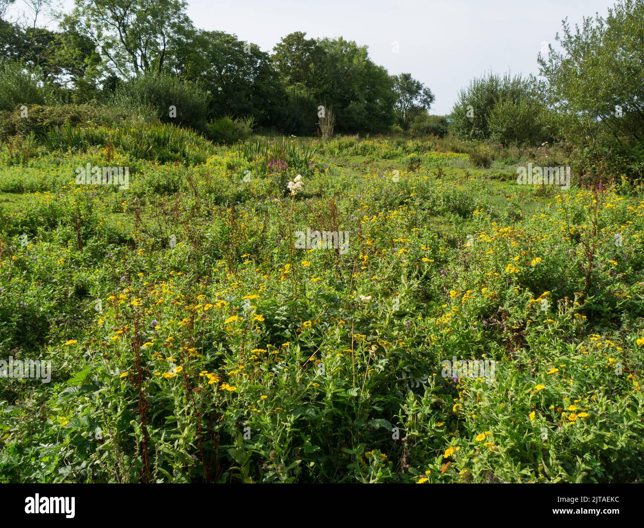Common land covered in wild flowers attracting honey bees and butterflies to the nectar North Wales UK Stock Photo