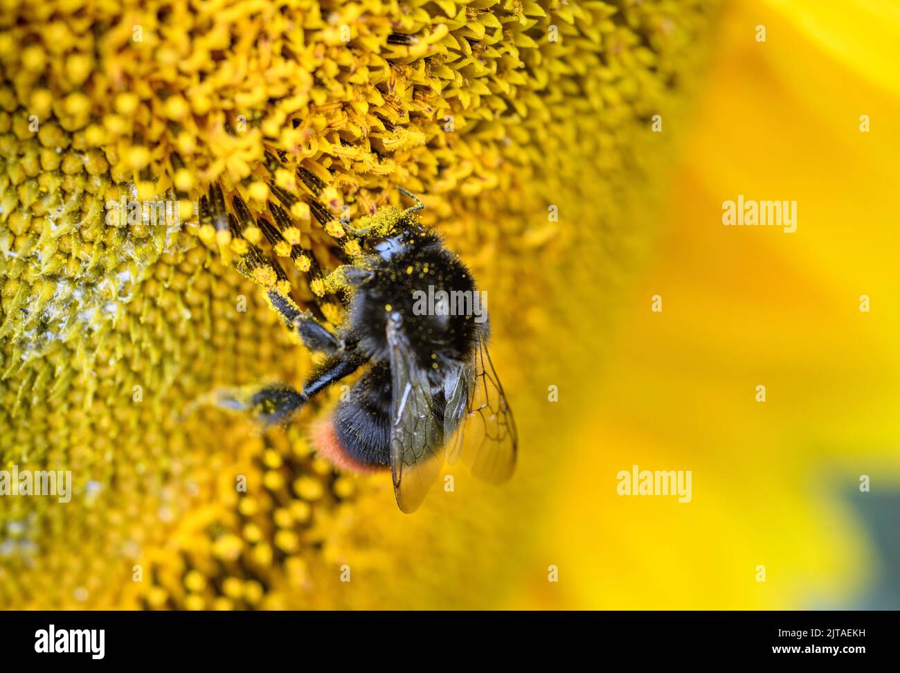 A bee in a wild garden with sunflowers, UK. Stock Photo