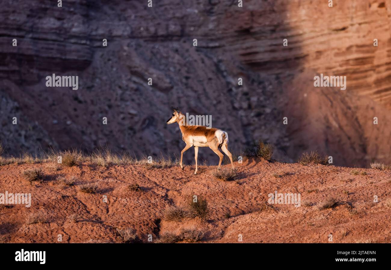 Antelope in the desert during morning sunrise. Stock Photo